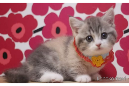 成約済の東京都のマンチカン(短足)-104750の4枚目